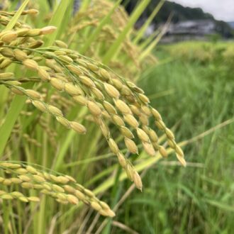 あと2週間ほどで🌾...
