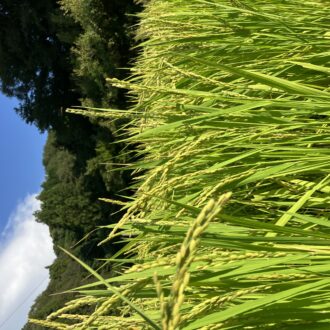 ようやくここまで🌾...