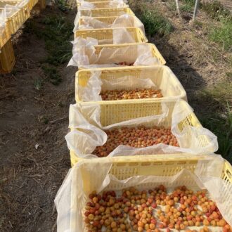 梅干しの販売時期について！...