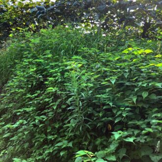 草が生え過ぎて前が見えません💦🧑‍🌾...