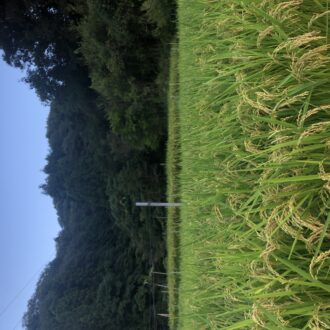 まだ入ってません🐗...