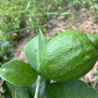 グリーンレモン✨...