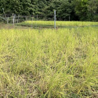 猪が田んぼに入ると🐗🌾...