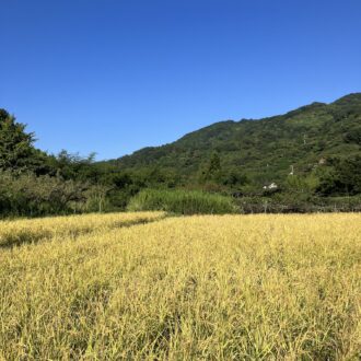 予期せぬ大雨で🌾💦...