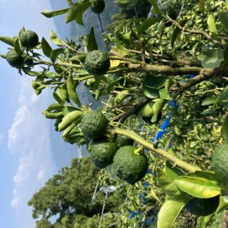 稲刈りが終わったあたりに🧑‍🌾...