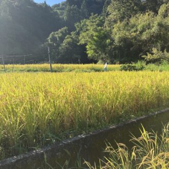 そろそろ稲刈りの準備に🌾...