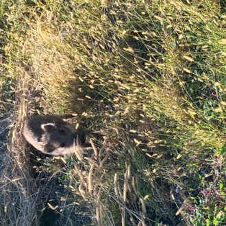 今年は被害が🐗🐦‍⬛🍊...