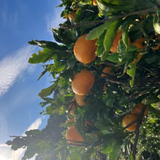 温州みかん残り僅かとなりました🍊...
