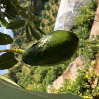 アボカド入荷致しました🥑...