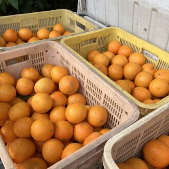 今期は豊作で🧑‍🌾🍊...