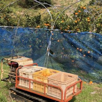 発送に収穫に🧑🌾🍊...