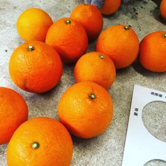 こたつでまどんなしてますか🍊✨...