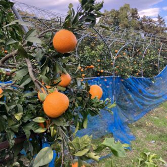 早速のご注文ありがとうございます🧑🌾🍊...