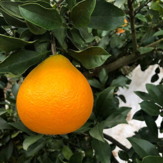 愛果28号の販売スタート🧑🌾🍊...