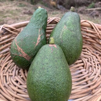 多分これでホントに最後🥑✨...