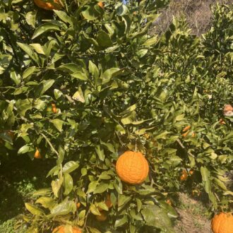 不知火も綺麗に🍊✨...