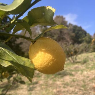 ホントに癒されます🍋✨...