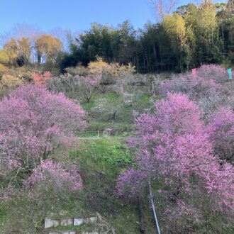 明日から七折梅まつり🌸