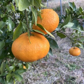 間も無く販売開始致します🍊✨