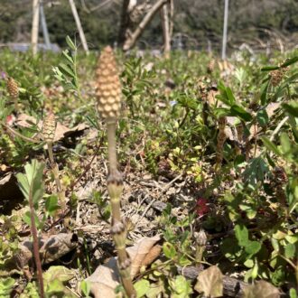 土筆も顔を出し始めました✨
