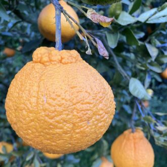 不知火来週あたりから収穫スタート🧑‍🌾🍊