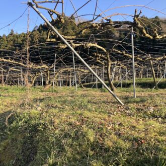 キウイの剪定枝片付けもあと少し🥝✨