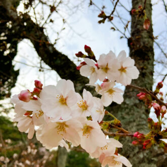 桜の開花宣言🌸