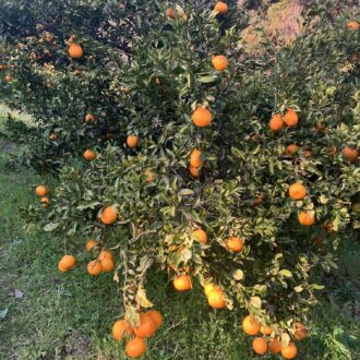 収穫始めましたー🍊🧑‍🌾