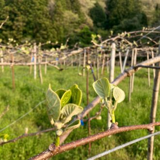 蕾も見えてきた🥝🌱