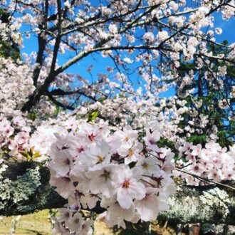 また来年🙋♂️🌸