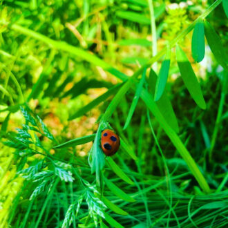 暖かくなると🧑🌾🐞