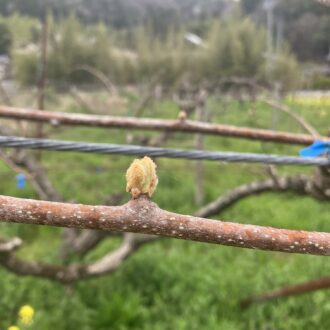 キウイも芽吹いてきました🥝🌱